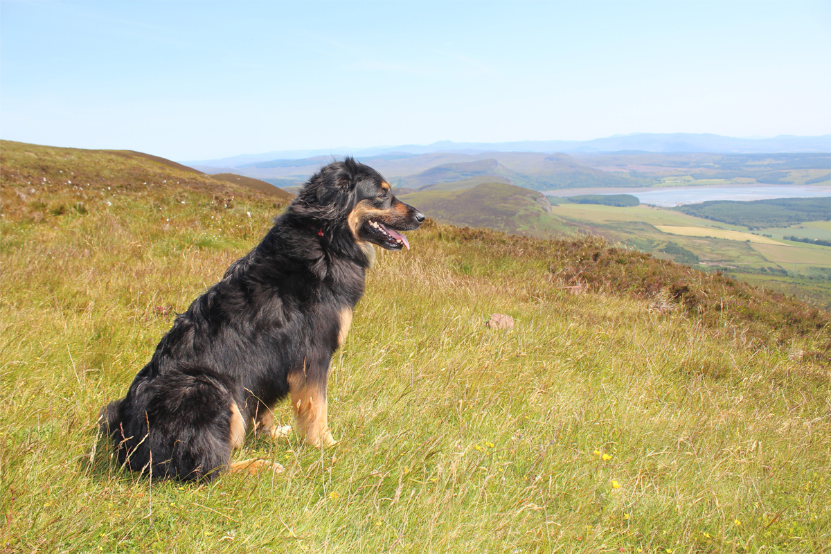 PetFriendly Motorhome Hire DogFriendly Campervans Scotland