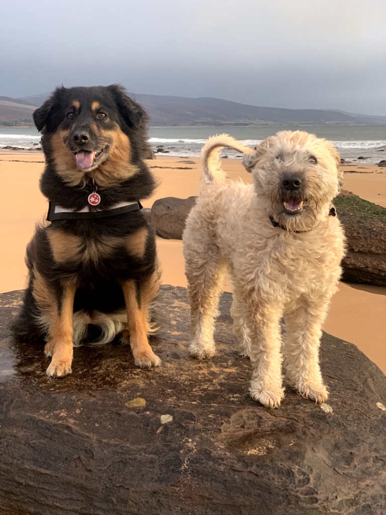 PetFriendly Motorhome Hire DogFriendly Campervans Scotland