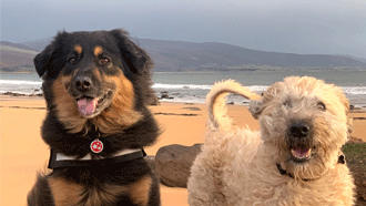 dog friendly motorhome hire